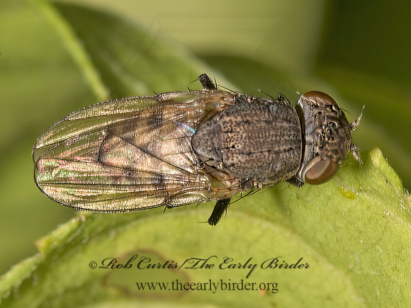 Paralimna punctipennis  SHORE FLY 9048919z