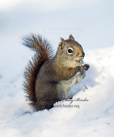 Tamiasciurus hudsonicus  AMERICAN RED SQUIRREL  143331 z
