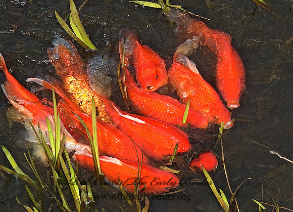 Cyprinus carpio  KOI 5004856z