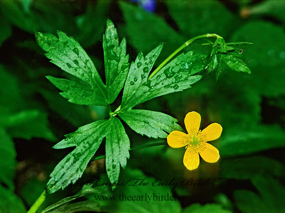 Ranunculus septentrionalis  SWAMP BUTTERCUP 280428z