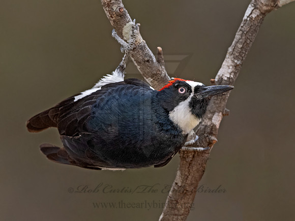 Melanerpes formicivorus  ACORN WOODPECKER 3037736z