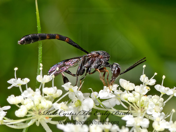 Gasteruption  GASTERUPTIID WASP 3022695z