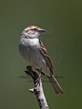Spizella passerina  CHIPPING SPARROW 3035043z
