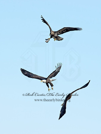 Haliaeetus leucocephalus  BALD EAGLE 9018336z