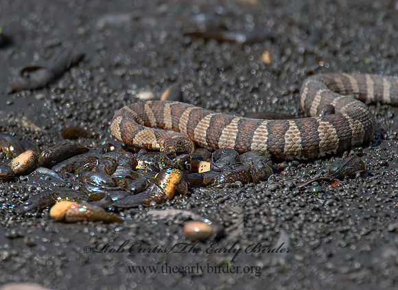 Nerodia sipedon  NORTHERN WATER SNAKE 9014490z
