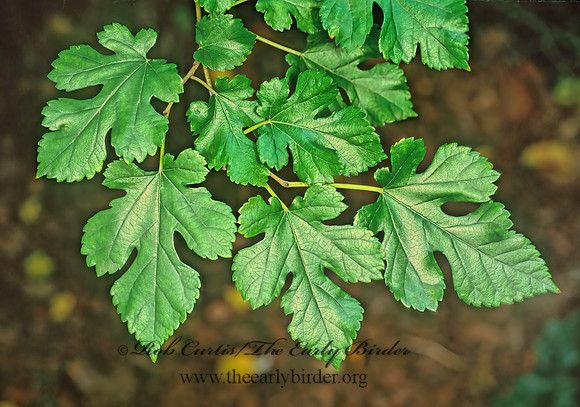 Morus rubra  RED MULBERRY 155620z