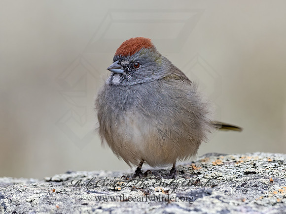 Pipilo chlorurus  GREEN-TAILED TOWHEE 3025510z