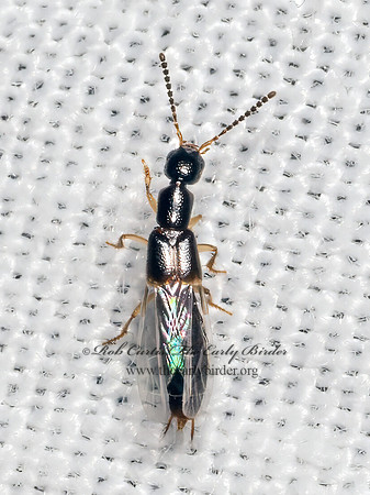 Neobisnius sobrinus PHILONTHINA ROVE BEETLE 9082627z