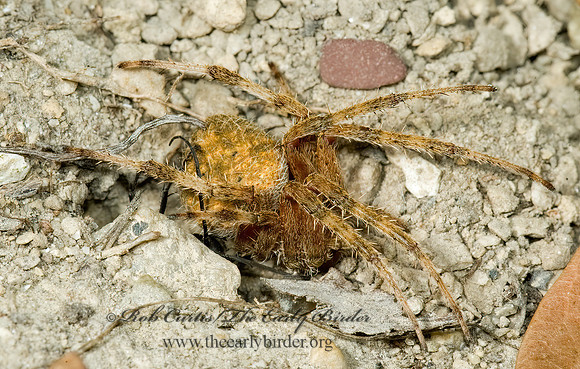 Episyron biguttatus 5015117z