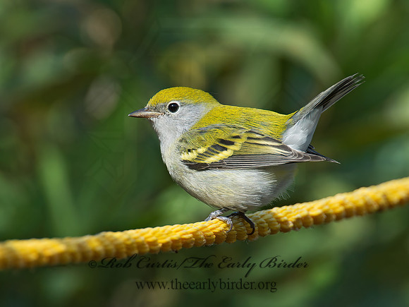 Setophaga pennsylvanica  CHESTNUT-SIDED WARBLER 9005517z
