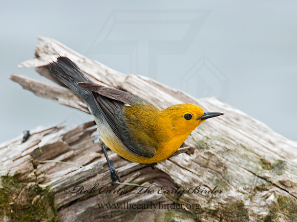 Protonotaria citrea  PROTHONOTARY WARBLER 3007973z