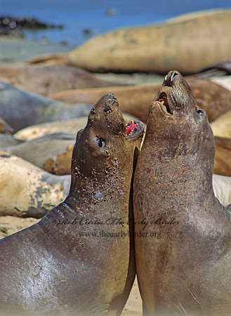 Mirounga angustirostris  NORTHERN ELEPHANT SEAL 110803z