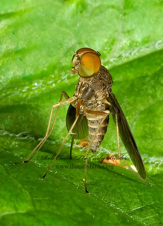 Chrysopilus quadratus  SNIPE FLY 4001912z