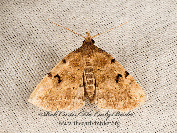 Zanclognatha lituralis  LETTERED ZANCLOGNATHA 9049990z