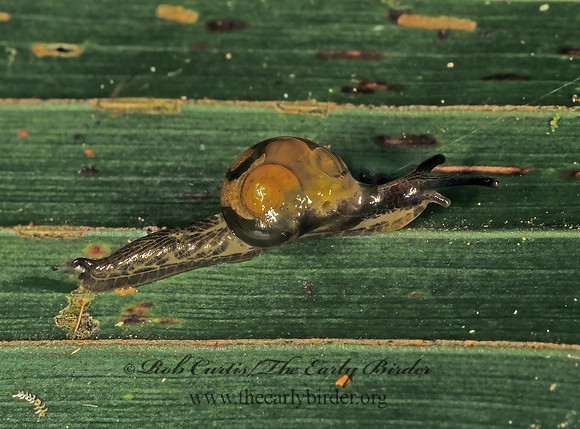 Tikoconus costaricanus  HIVE SNAIL 203135z