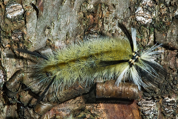 Halysidota tessellaris BANDED TUSSOCK MOTH 5000874z