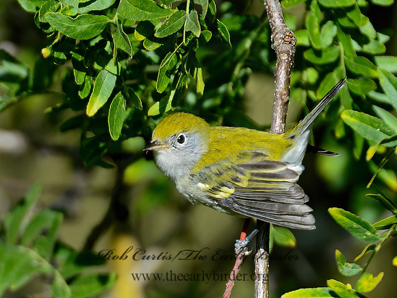 Setophaga pennsylvanica  CHESTNUT-SIDED WARBLER 9004427z