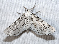 Acanthotoca graefii SPECKLED ENNOMINAE 3039325z