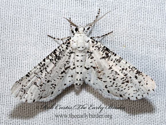 Acanthotoca graefii  SPECKLED ENNOMINAE 3039325z