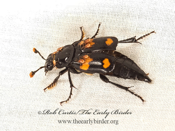 Nicrophorus orbicollis  ROUNDNECK SEXTON BEETLE 9047937z