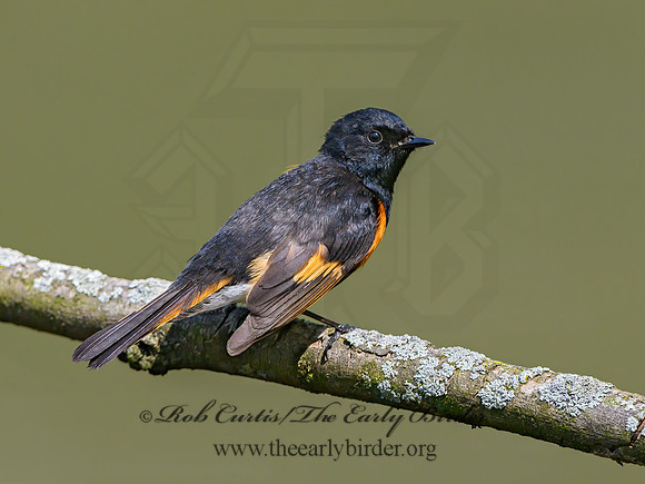 Setophaga ruticilla  AMERICAN REDSTART 1302499z