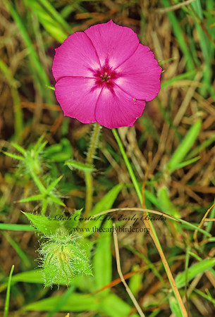 Phlox drummondii  DRUMMOND PHLOX 87104z