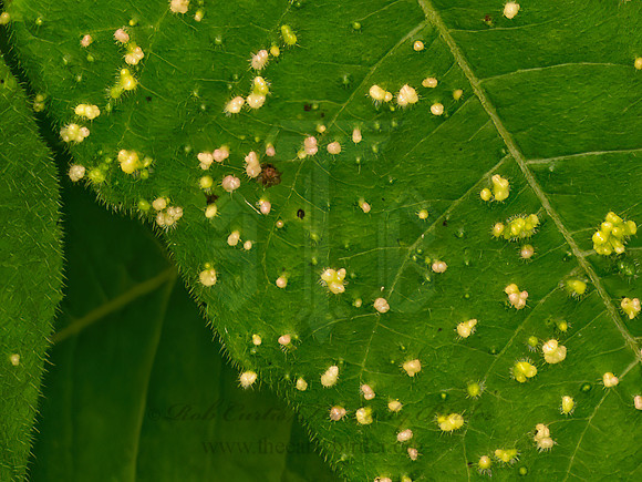 Aculops rhois  POISON IVY LEAF MITE 9069050z