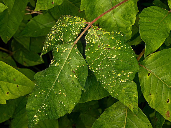 Aculops rhois  POISON IVY LEAF MITE 9069049-z