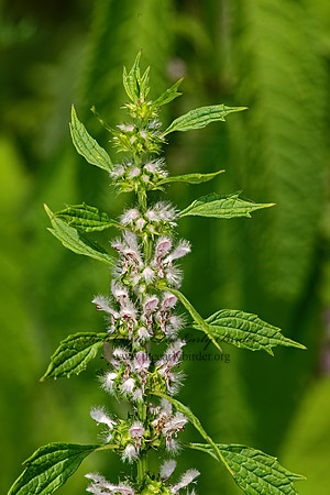 Leunerous cardiaca  MOTHERWORT 9068904-z