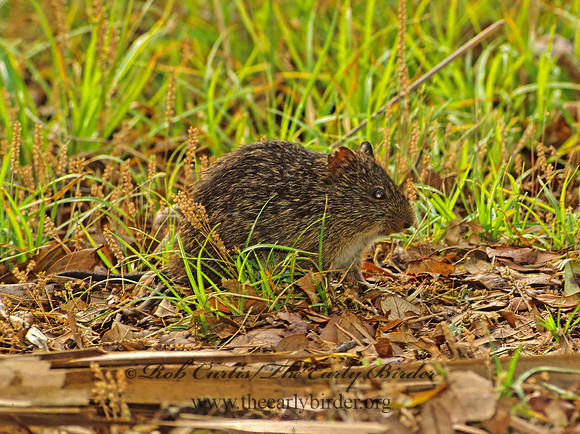 Sigmodon hispidus  HISPID COTTON RAT 22201 z