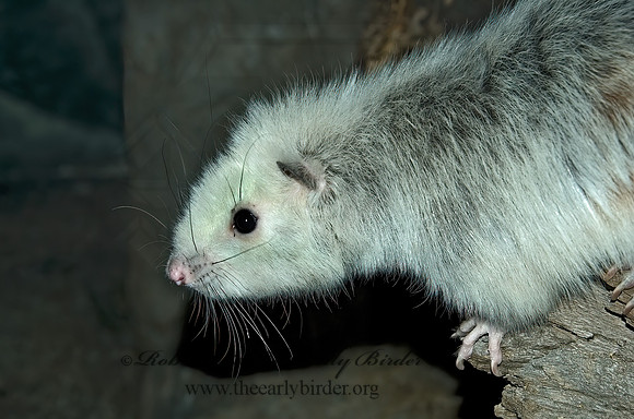 Phloeomys pallidus  SLENDER TAILED CLOUD RAT 5017295 z