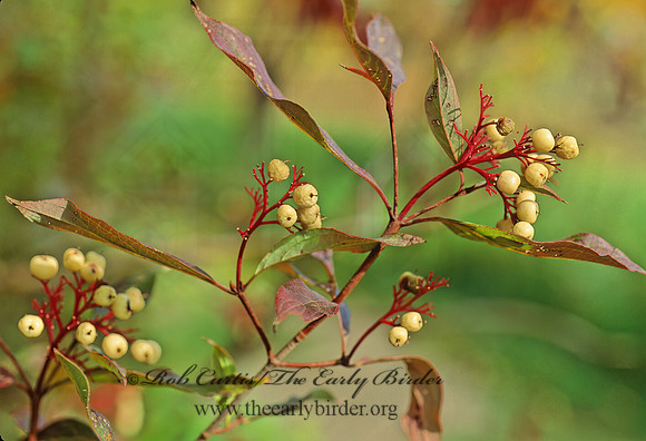 Cornus racemosa~  GRAY DOGWOOD 81509z
