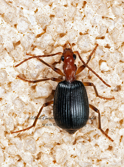 Brachinus geniculatus  BOMBARDIER BEETLE 3036321z