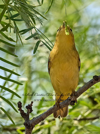 Setophaga petechia  YELLOW WARBLER 3034593z