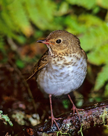 Catharus ustulatus  SWAINSON'S THRUSH 165709z