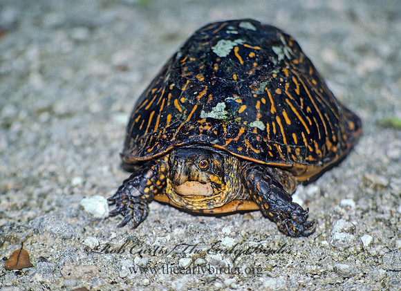 Terrapene carolina bauri  FLORIDA BOX TURTLE 7836z