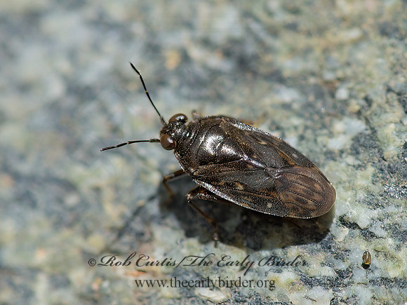 Saldula pallipes complex  SHORE BUG  9054505z