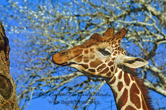 Giraffa camelopardalis rothschildii  ROTHCHILD'S GIRAFFE 293918z