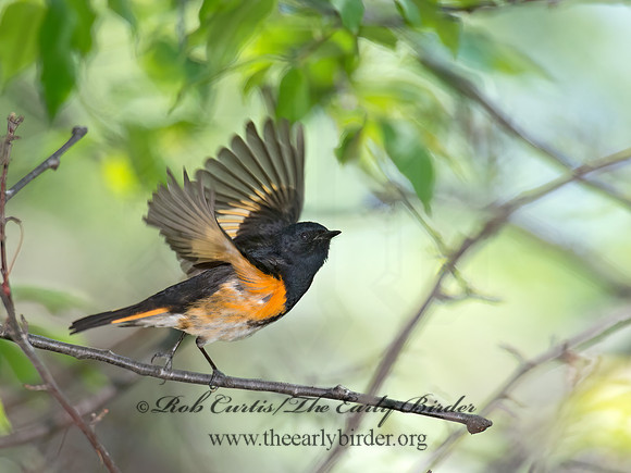 Setophaga ruticilla  AMERICAN REDSTART 9022060z