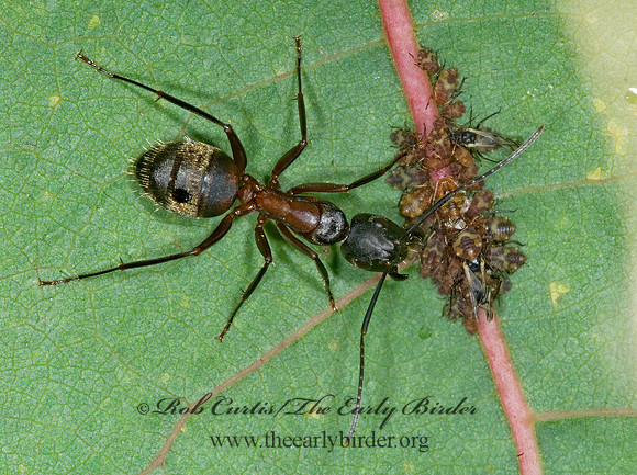 Camponotus chromaiodes 6013613z