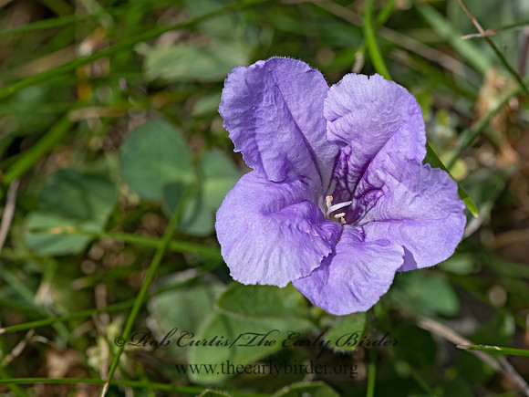 Ruellia humili  HAIRY RUELLIA 3041586z