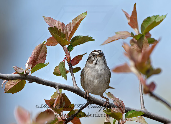 Melospiza georgiana  SWAMP SPARROW 9042974z