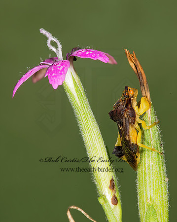 Phymata pennsylvanica  PENNSYLVANIA AMBUSH BUG 9003557z