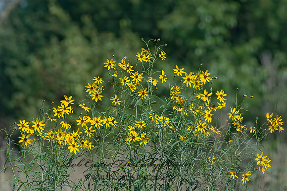 Coreopsis tripteris  TALL COREOPSIS 8028958z