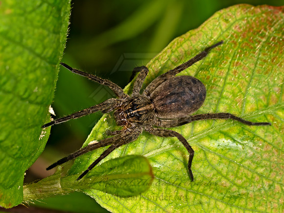 Tigrosa helluo WOLF SPIDER 9079944z