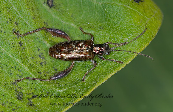 Donacia cincticornis  AQUATIC LEAF BEETLE 6016337z