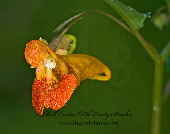 Impatiens capensis  JEWELWEED 8006444z