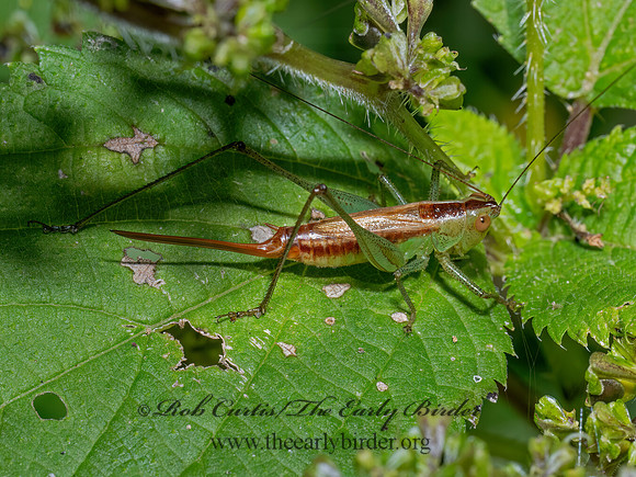 Conocephalus brevipennis SHORT-WINGED MEADOW KATYDID 9090461z