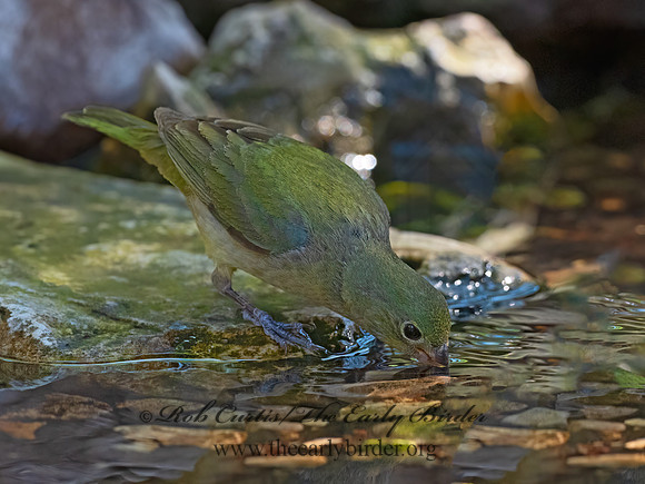 Passerina ciris  PAINTED BUNTING 3040580z