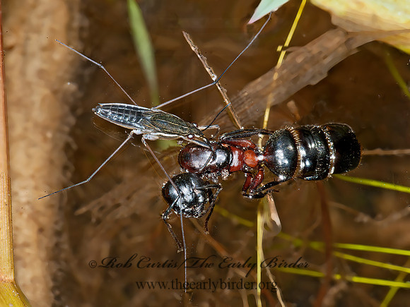 Aquarius remigis  WATER STRIDER 8034664z